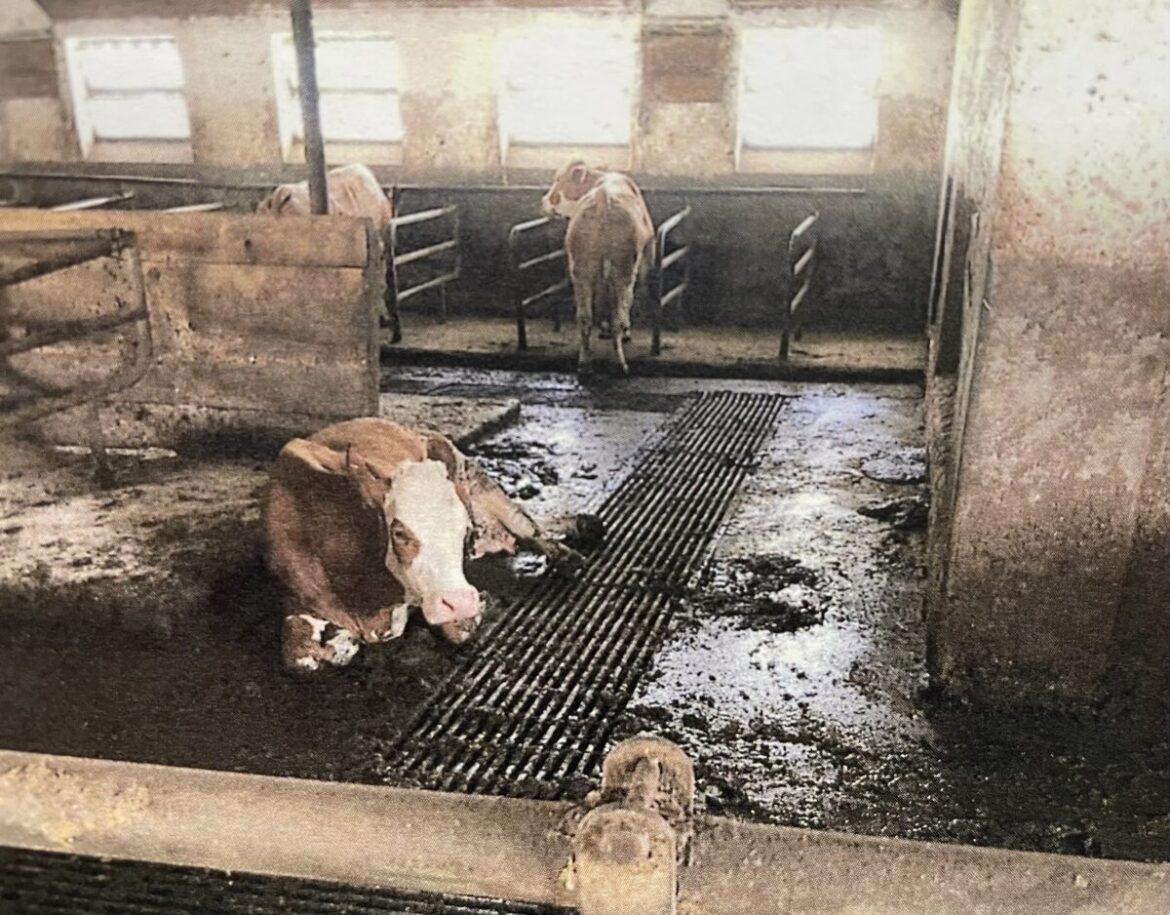 Amtsgericht Weiden verhängt Haftstrafe: Landwirt lässt Rinder hungern, dursten, leiden