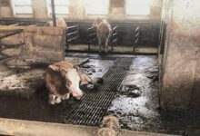 Eines der harmlosen Bilder: Das Foto zeigt einen Stall des verurteilten Landwirts. Foto: Staatsanwaltschaft Weiden