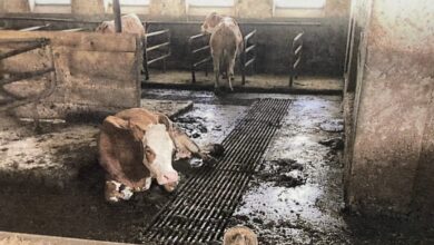 Eines der harmlosen Bilder: Das Foto zeigt einen Stall des verurteilten Landwirts. Foto: Staatsanwaltschaft Weiden